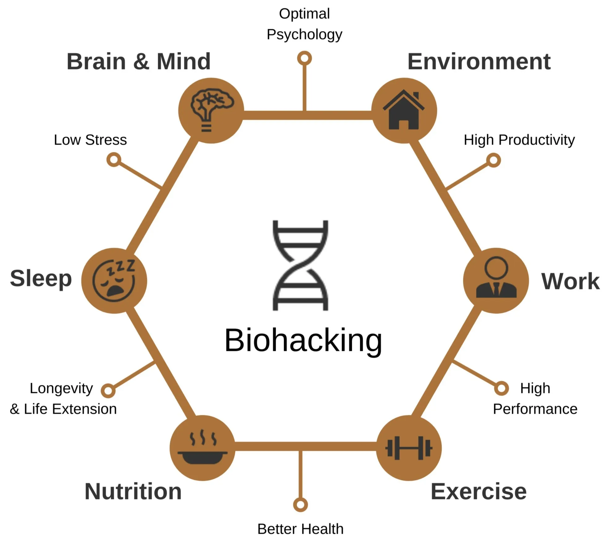 Hexagonal diagram with a DNA helix labelled Biohacking at the centre, surrounded by six life domains — Brain and Mind, Environment, Work, Exercise, Nutrition and Sleep — and six outcomes set around the perimeter: optimal psychology, high productivity, high performance, better health, longevity and life extension, and low stress.